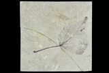 Bargain, Fossil Poplar Leaf - Green River Formation #106131-1
